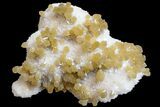 Yellow Calcite On Scolecite (Zeolite) Sprays - Maharashtra, India #168718-1